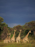 Small Group of Southern Giraffe  Okavango Delta  Botswana  Africa