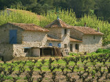 Exterior of a Stone Farmhouse in Vineyard Near Pierrefeu  Var  Provence  France  Europe