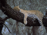 Close-Up of a Single Leopard  Asleep in a Tree  Kruger National Park  South Africa
