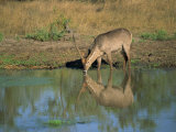 Single Waterbuck Reflected in Water of Water Hole Drinking  Kruger National Park  South Africa