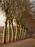 Bare Trees Line a Rural Road in Winter  Provence  France  Europe