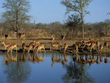 Group of Impala Drinking by a Water Hole  Kruger National Park  South Africa