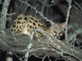Close-Up of a Single Small Spotted Genet in a Thorn Tree  Kruger National Park  South Africa