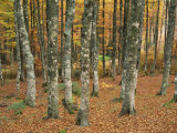 Grey Mottled Trunks of Trees in Woods in Autumn  on Mont Aiguiol  Languedoc Roussillon  France