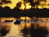 Tranquil Scene of a Group of Hippopotamus in Water at Sunset  Okavango Delta  Botswana