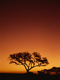 Single Tree Silhouetted Against a Red Sunset Sky in the Evening  Kruger National Park  South Africa