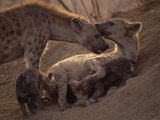 Spotted Hyenas  Kruger National Park  South Africa  Africa