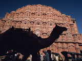Camel Silhouetted in Front of the Palace of the Winds  Jaipur  Rajasthan State  India