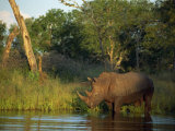 Single Square-Lipped or White Rhinoceros Standing in Water  Kruger National Park  South Africa