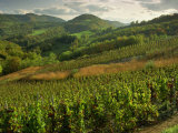 Vineyards Near Cerdon  Bugey  Ain  Rhone Alpes  France  Europe