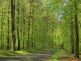 Empty Rural Road Through Woodland in the Forest of Compiegne  Aisne  Picardie  France