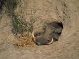 Close-Up of the Head of a Warthog  in a Burrow  Okavango Delta  Botswana
