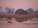 Red Lechwe Walking and Reflected in Water in the Evening  Okavango Delta  Botswana