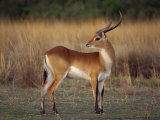 Close-Up of a Red Lechwe  Okavango Delta  Botswana  Africa