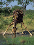 Close-Up of a Single Southern Giraffe Bending Down Drinking  Kruger National Park  South Africa