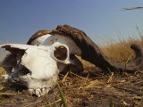 Skull of Cape Buffalo  Kruger National Park  South Africa  Africa