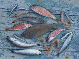 Seafood from the Mediterranean  on a Blue Wooden Table  Andalucia  Spain