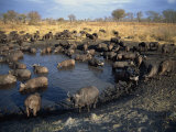 Herd of Cape Buffalo Drinking at a Water Hole  Kruger National Park  South Africa