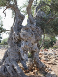 Olive Tree  Crete  Greek Islands  Greece  Europe