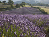 Lavender Fields  Sault En Provence  Vaucluse  Provence  France  Europe