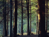 Shady Forest Scene  New Forest  Hampshire  England  United Kingdom  Europe