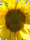 Field of Sunflowers  Languedoc  France  Europe