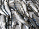 Fresh Sardines for Sale  Essaouira  Morocco  North Africa  Africa