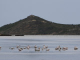 Flamingos  Etang  Peyriac-De-Mer  Aude  Languedoc-Roussillon  France  Europe