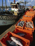 Fishing Boats Unloading  Sagres  Algarve  Portugal  Europe