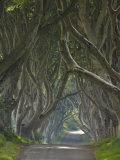 Tree Lined Road known as the Dark Hedges Near Stanocum  County Antrim  Ulster  Northern Ireland  UK