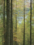 Lowes Water Through Trees  Holme Wood  Lake District  Cumbria  England  United Kingdom  Europe