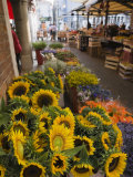 Sunflowers for Sale in Rialto Market  Venice  Veneto  Italy  Europe