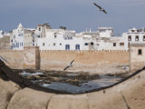 Ramparts of Town and Seagulls  Essaouira  Morocco  North Africa  Africa