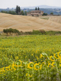 Field of Sunflowers in the Tuscan Landscape  Tuscany  Italy  Europe