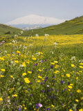 Spring Meadow with Snow Covered Mount Etna in Distance  Sicily  Italy  Europe
