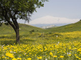 Spring Meadow with Snow Covered Mount Etna in Distance  Sicily  Italy  Europe