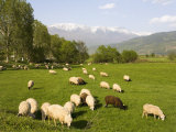 Countryside Near Rila Mountains  Bulgaria  Europe