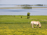 Horses  Aero Island  Funen  Denmark  Scandinavia  Europe