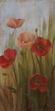 Poppy Morning Glory II