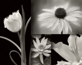 Summer Garden I