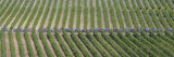 Peloton Rides Through Vineyards in Third Stage of Tour de France  July 6  2009