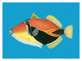 Humuhumu Engraving  Hawaii State Fish