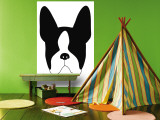 Blue Boston Terrier