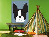 Blue Boston Terrier