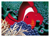 Diva  Tomato Clown Fish