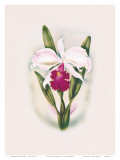 Hawaiian Cattleya Orchid