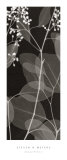 Eucalyptus V