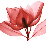 Red Magnolia I
