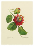 Red Passion Flower