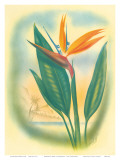 Hawaiian Bird of Paradise  c1940s